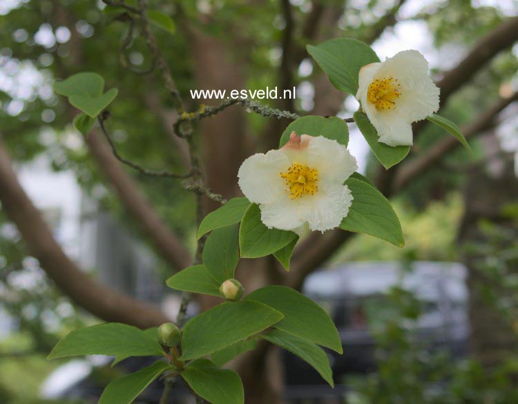 Stewartia sinensis