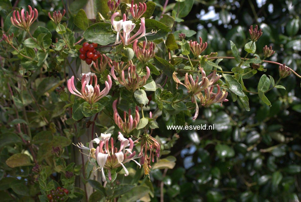 Lonicera periclymenum 'Munster'