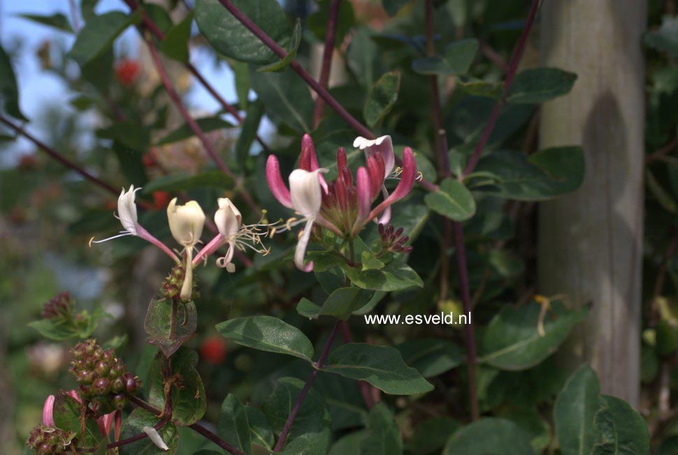 Lonicera periclymenum