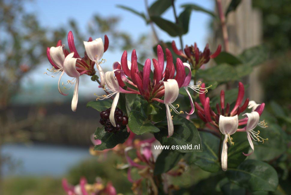 Lonicera periclymenum 'Inov 86' (CAPRILIA IMPERIAL)