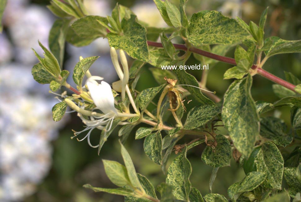 Lonicera japonica 'Mint Crisp'