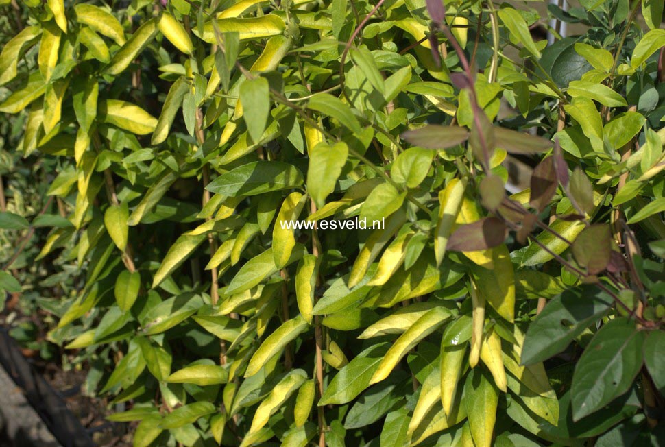 Lonicera japonica 'Horwood Gem'