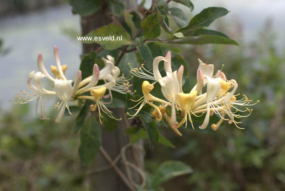 Lonicera periclymenum 'Winchester'