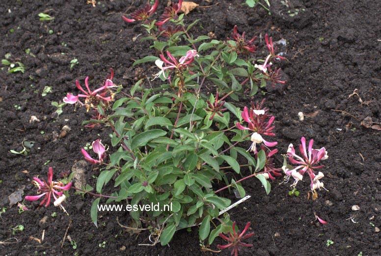 Lonicera periclymenum 'Inov205' (CHIC & CHOC)