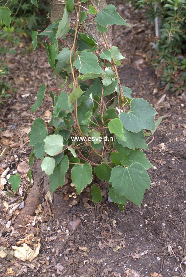 Viburnum betulifolium