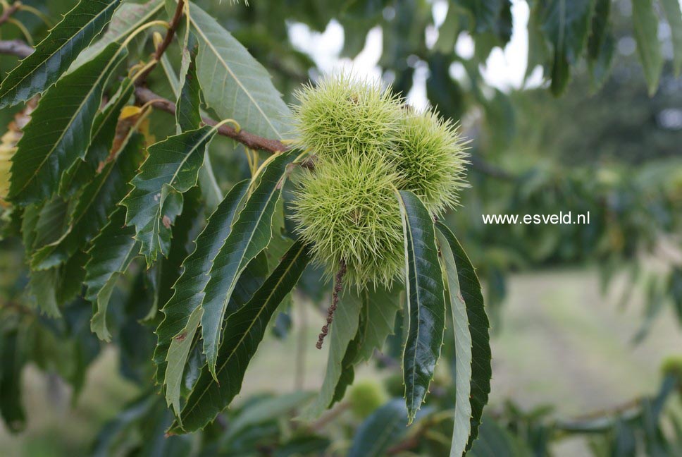 Castanea sativa