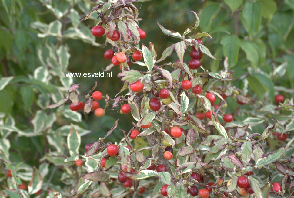 Cornus mas 'Variegata'