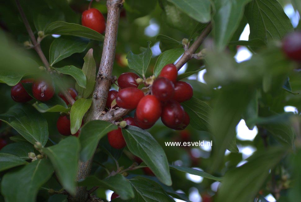 Cornus mas