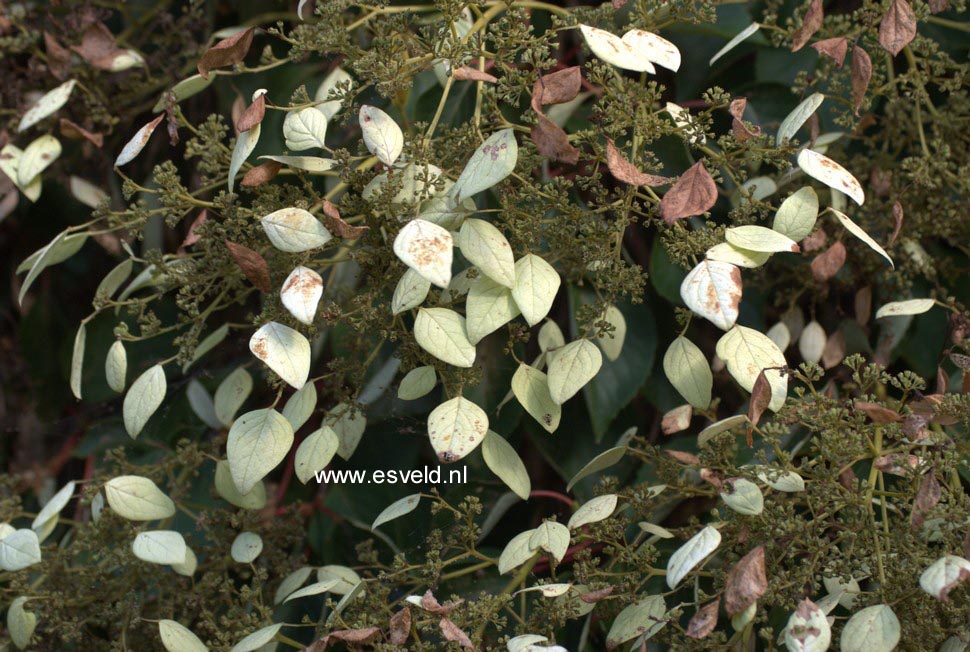 Schizophragma hydrangeoides