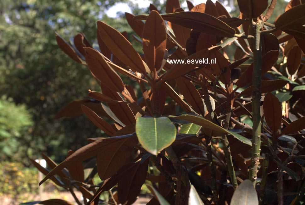 Rhododendron rex fictolacteum