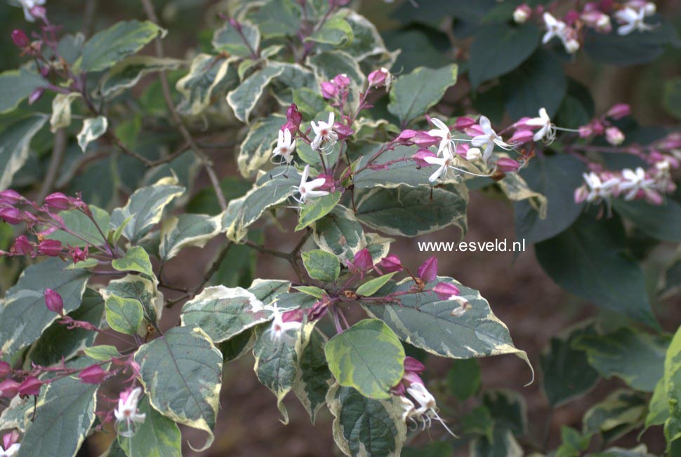 Clerodendrum trichotomum 'Carnaval'