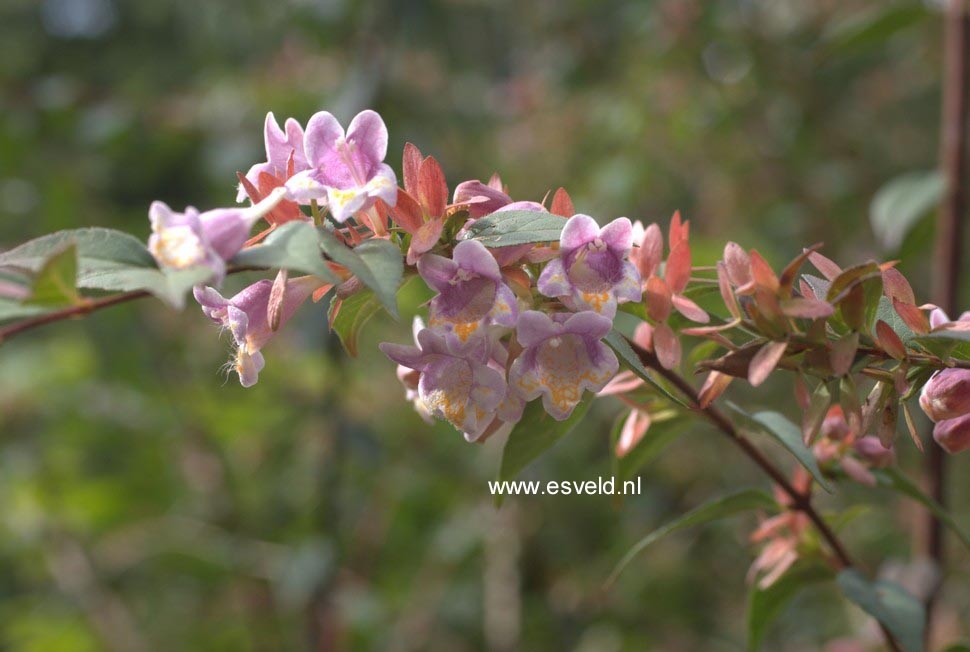 Abelia engleriana