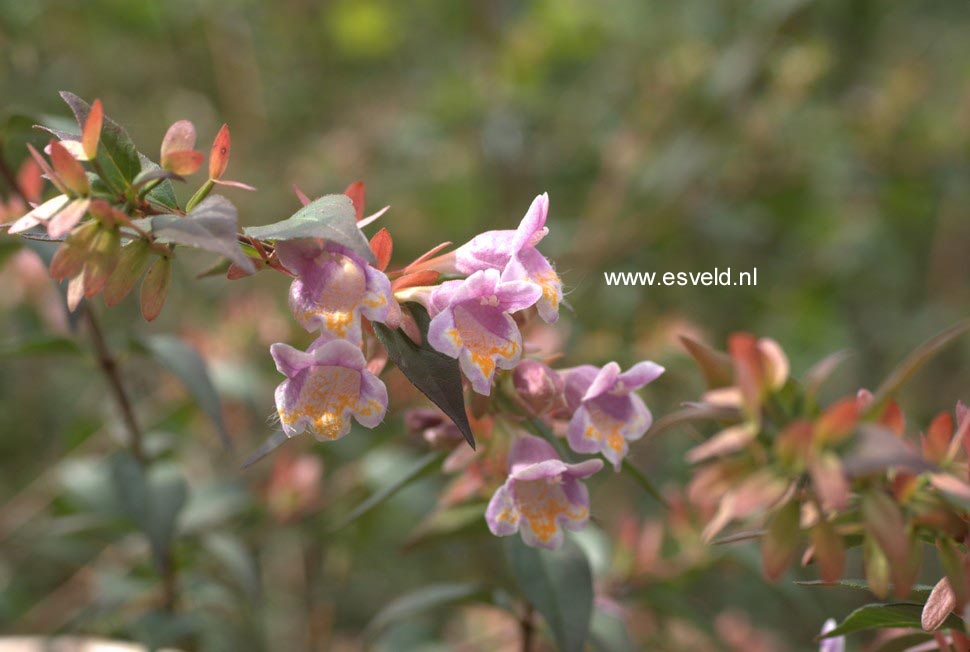 Abelia engleriana