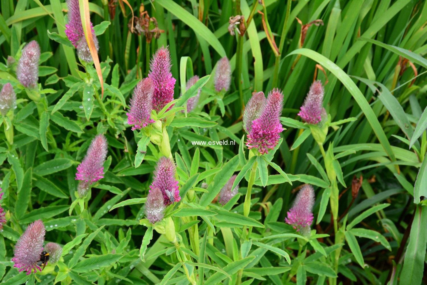 Trifolium rubens