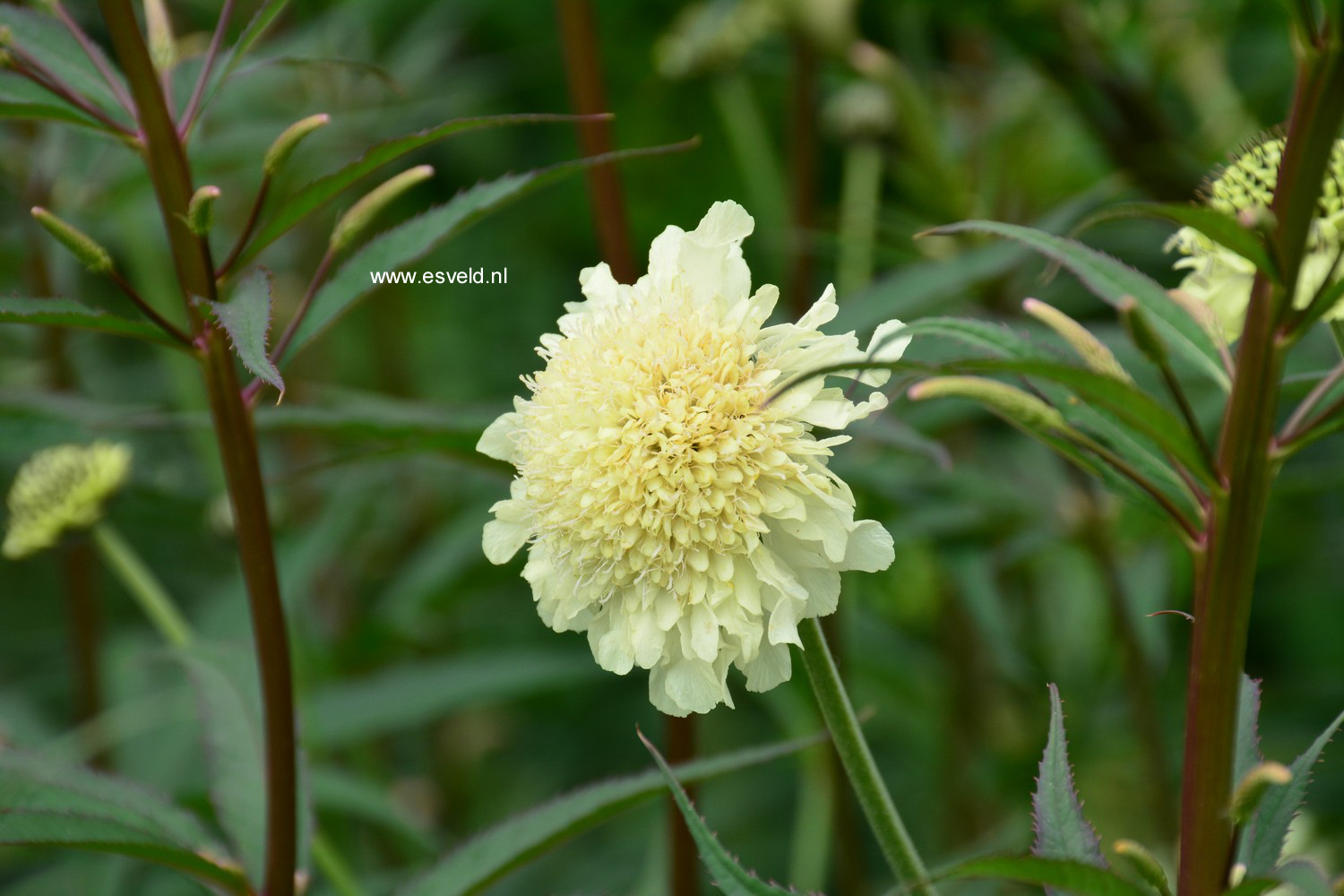 Cephalaria gigantea