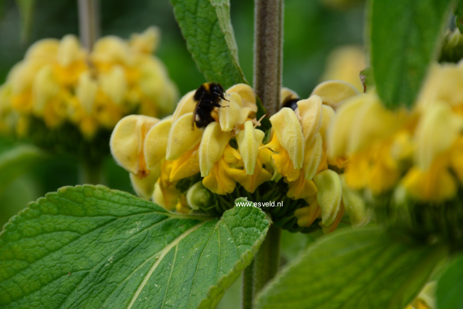 Phlomis fruticosa