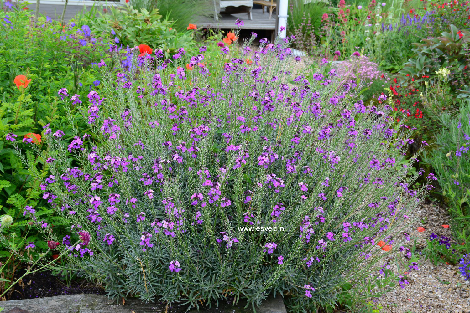 Erysimum 'Bowles Mauve'