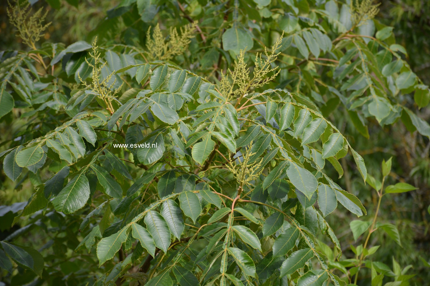 Rhus chinensis