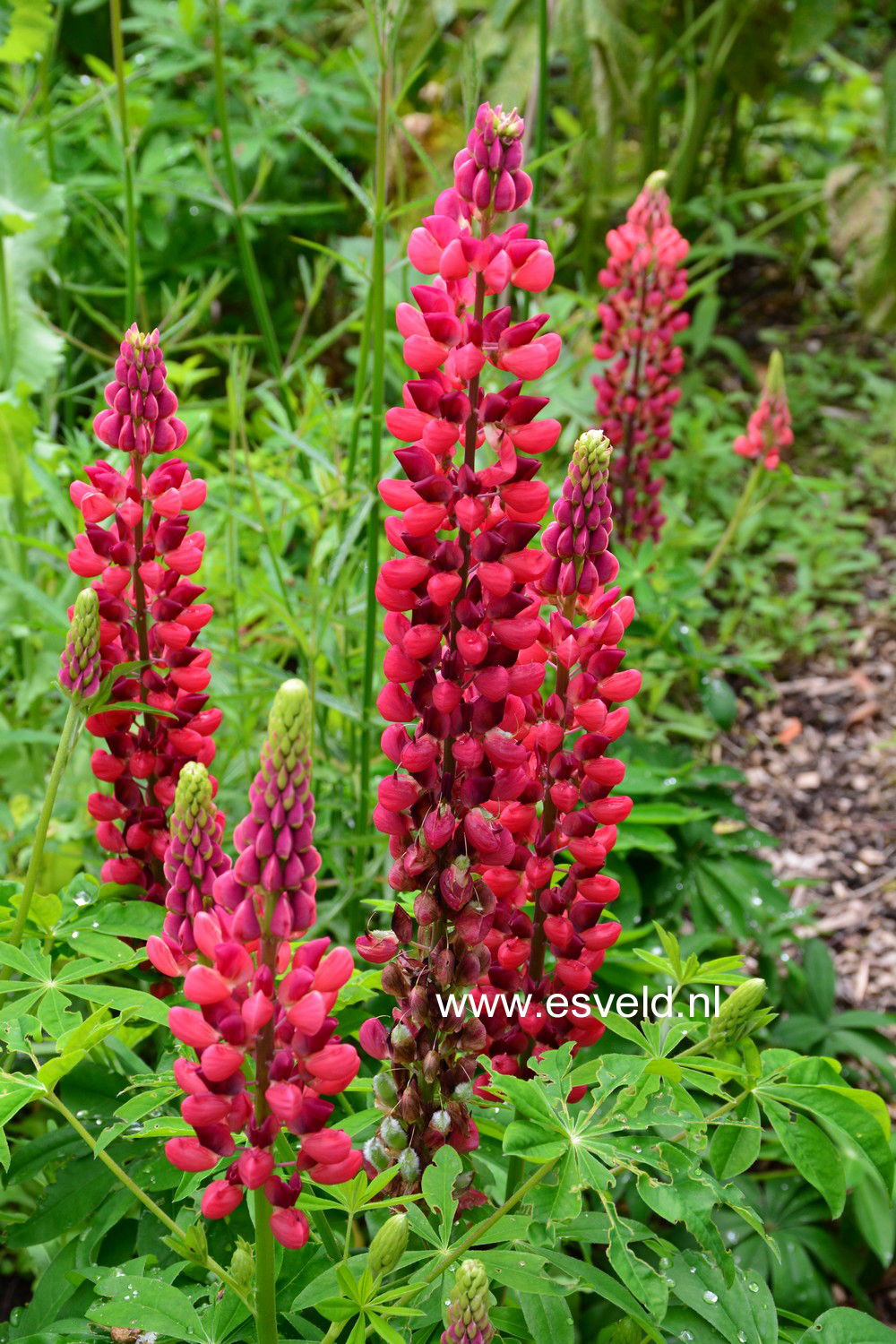 Lupinus 'My Castle'