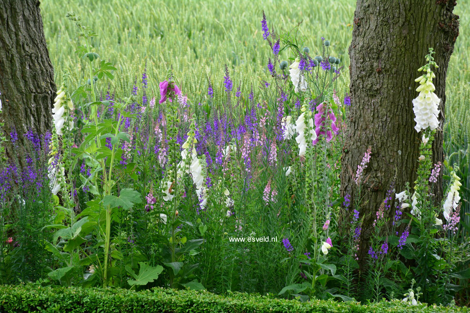 Linaria purpurea