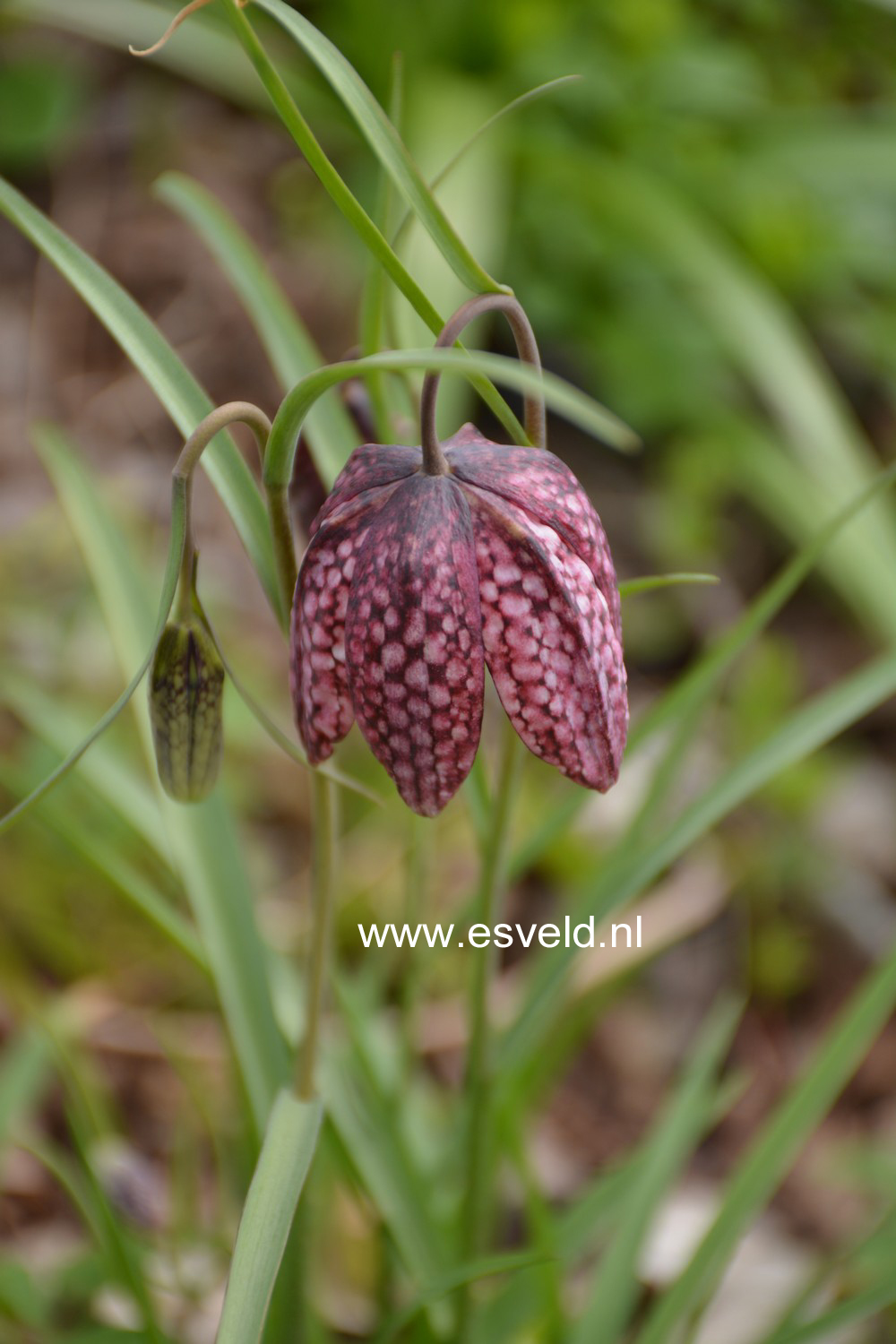 Fritillaria meleagris