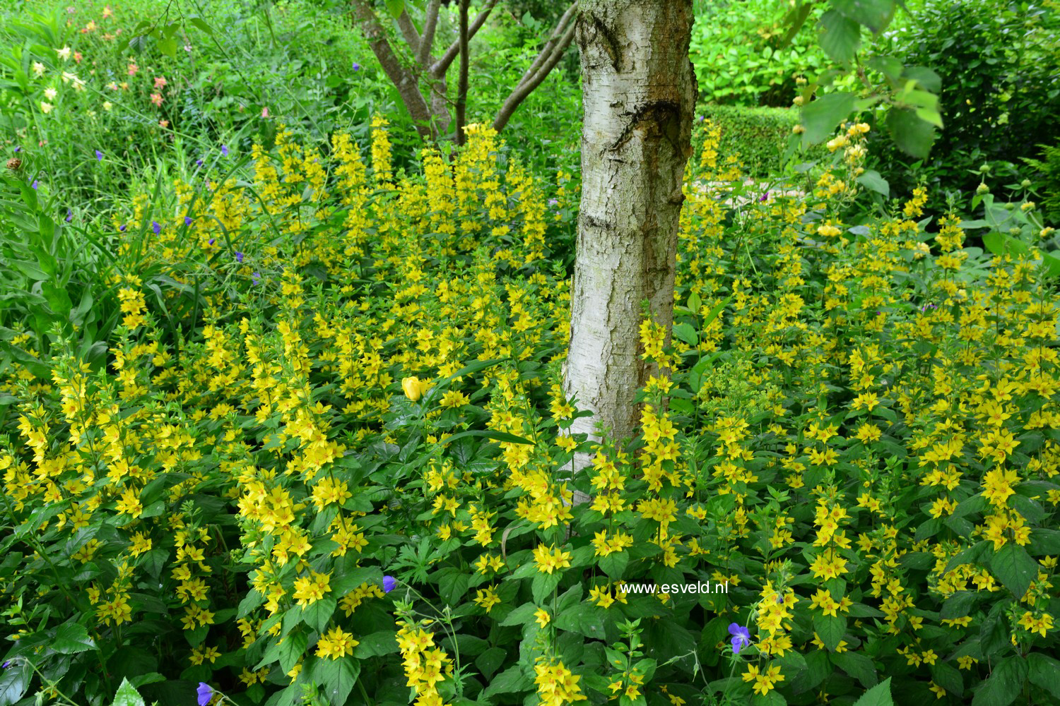 Lysimachia punctata