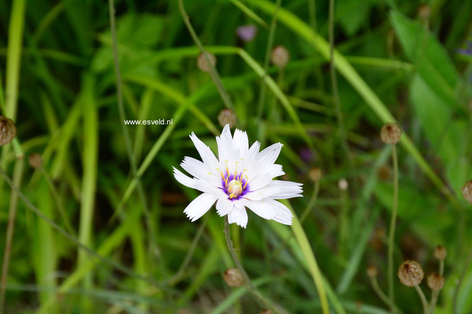 Catananche caerulea 'Alba'