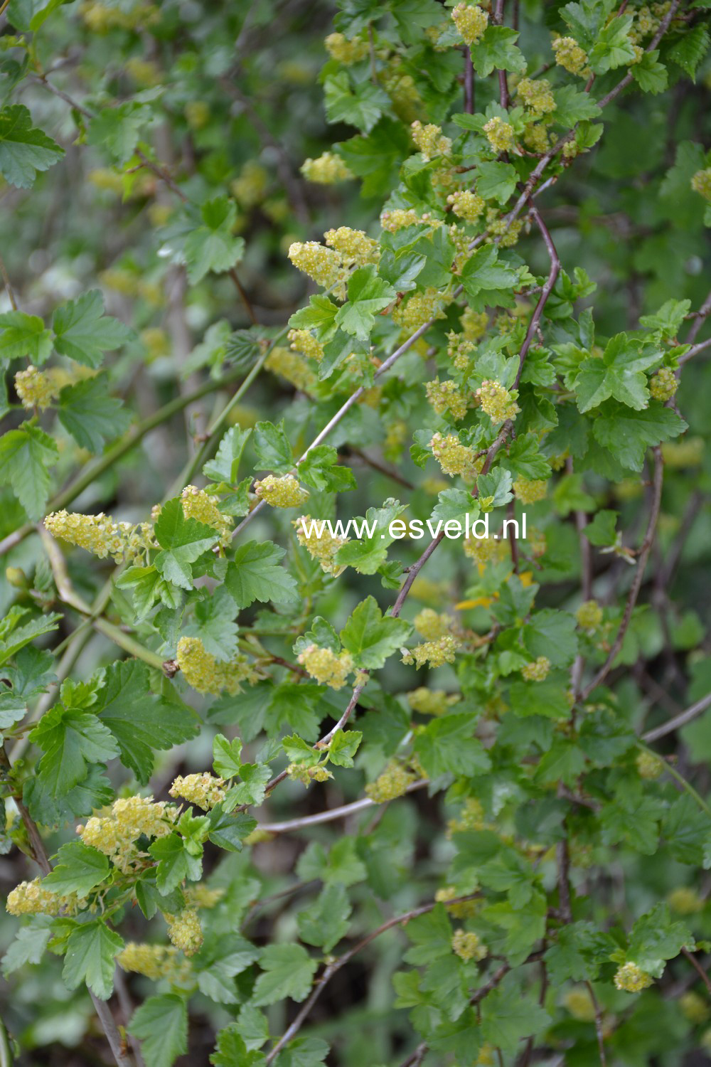 Ribes alpinum