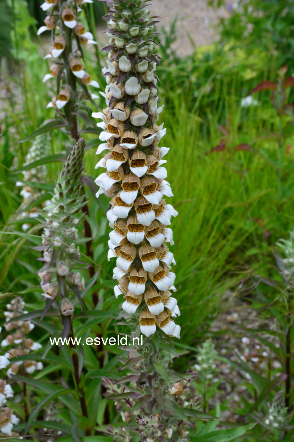 Digitalis lanata