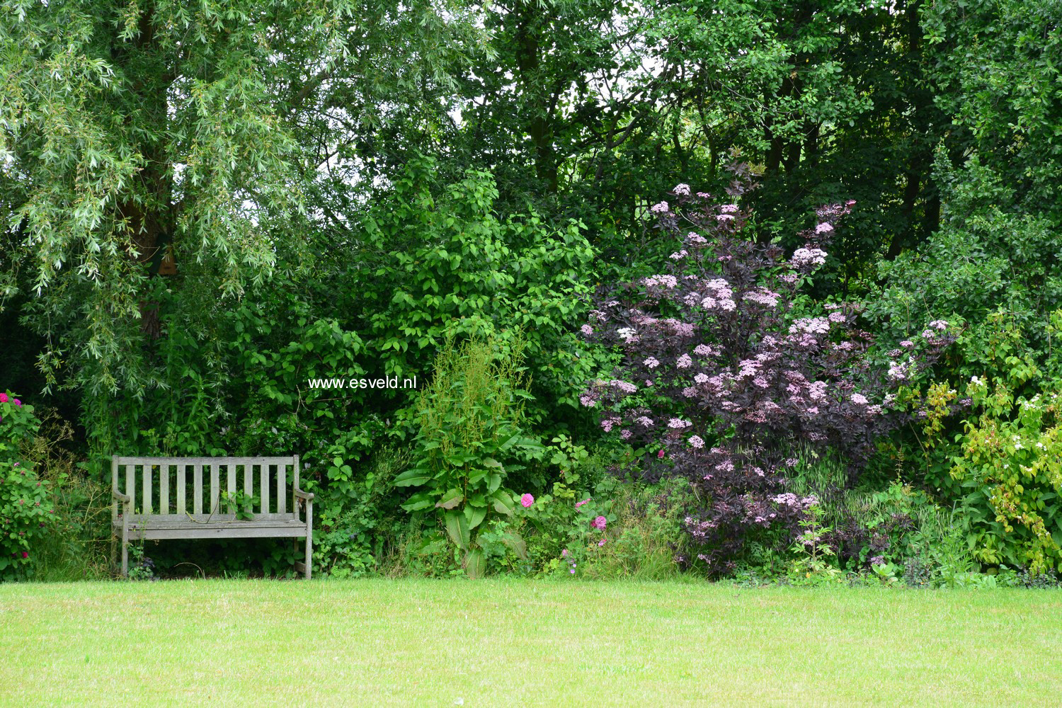 Sambucus nigra 'Eva' (BLACK LACE)