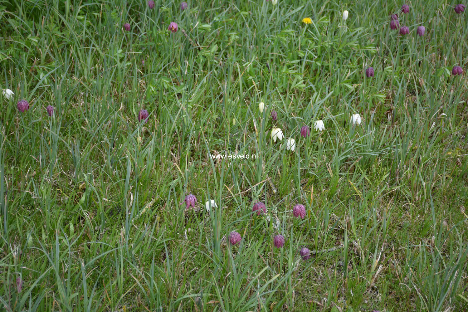 Fritillaria meleagris