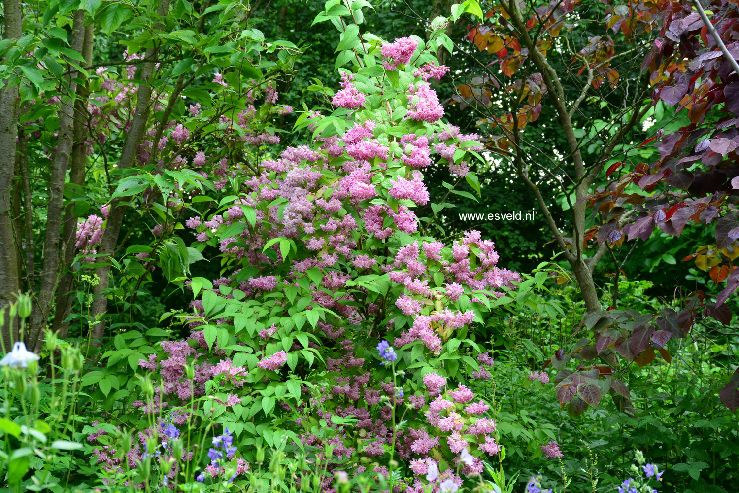 Deutzia hybrida 'Strawberry Fields'