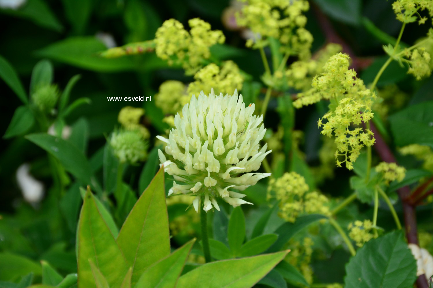 Trifolium ochroleucon