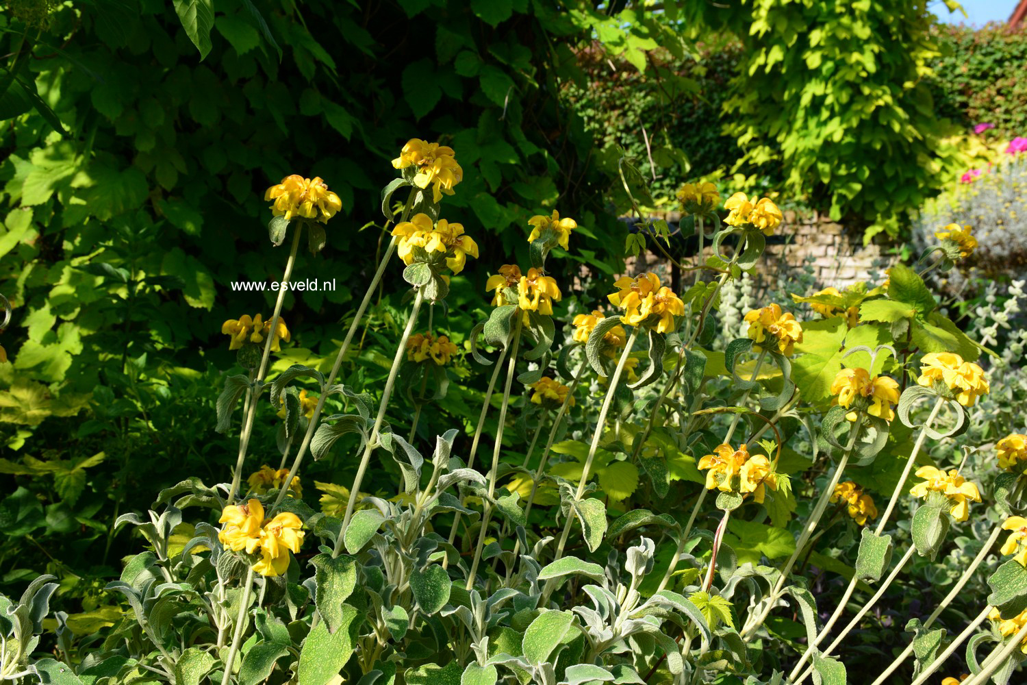 Phlomis fruticosa