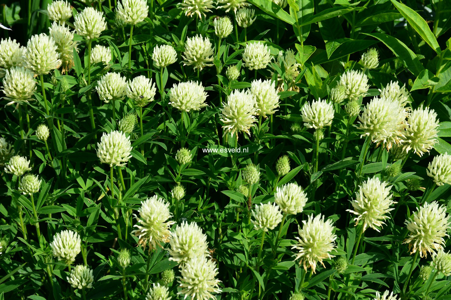 Trifolium ochroleucon