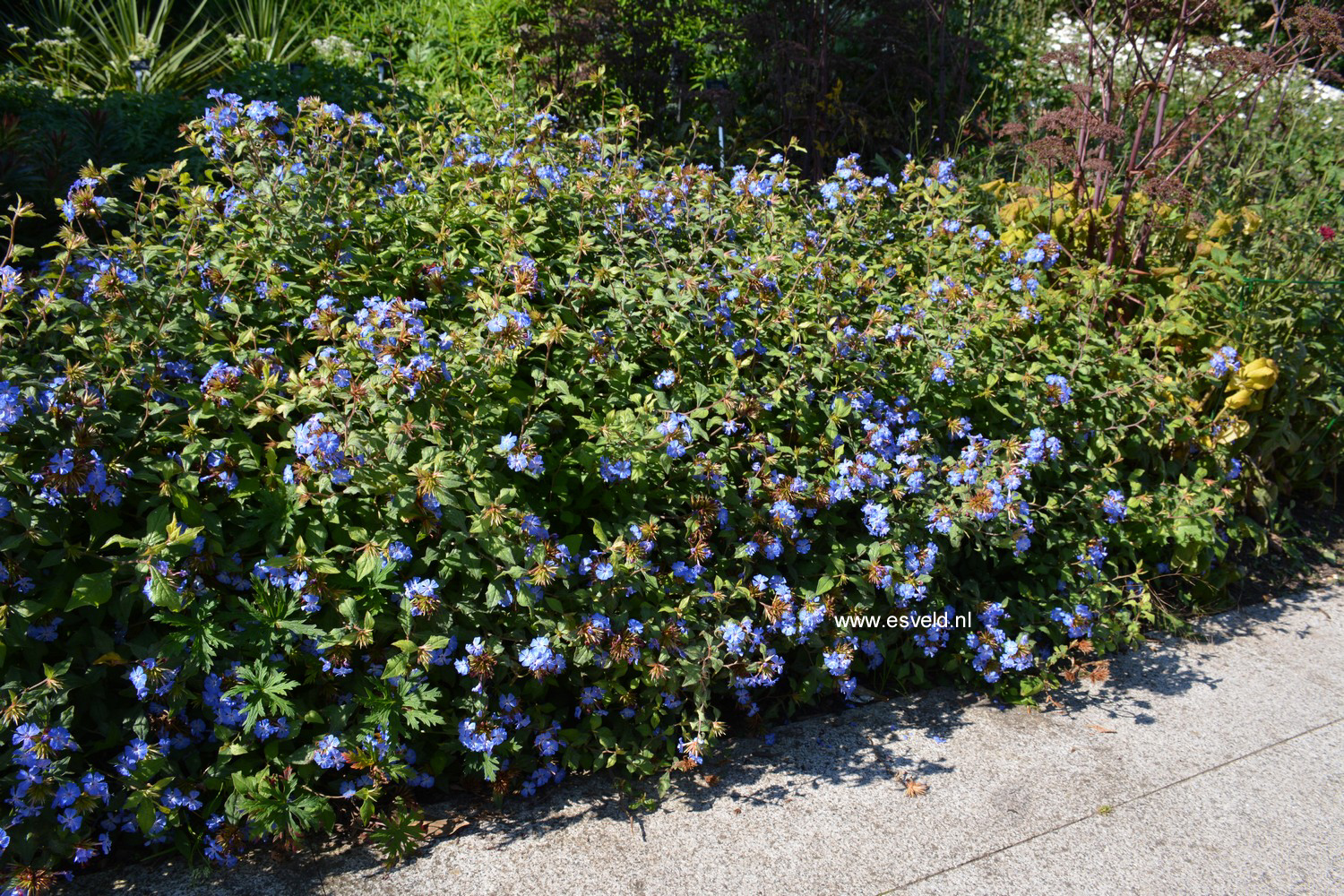 Ceratostigma willmottianum 'Forest Blue'