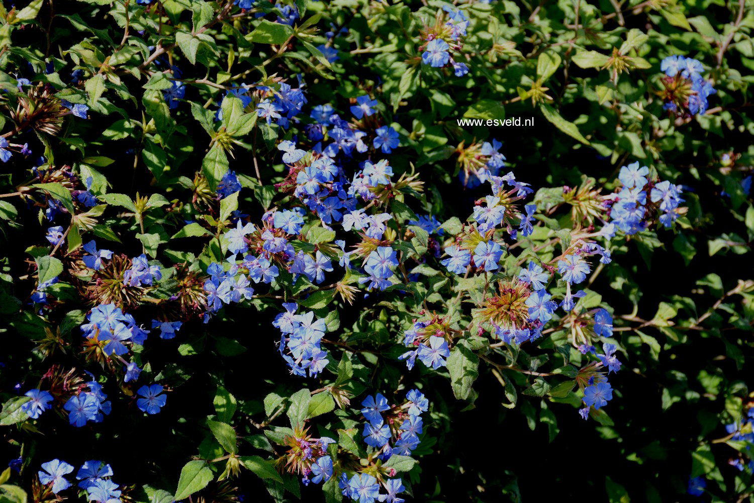 Ceratostigma willmottianum 'Forest Blue'