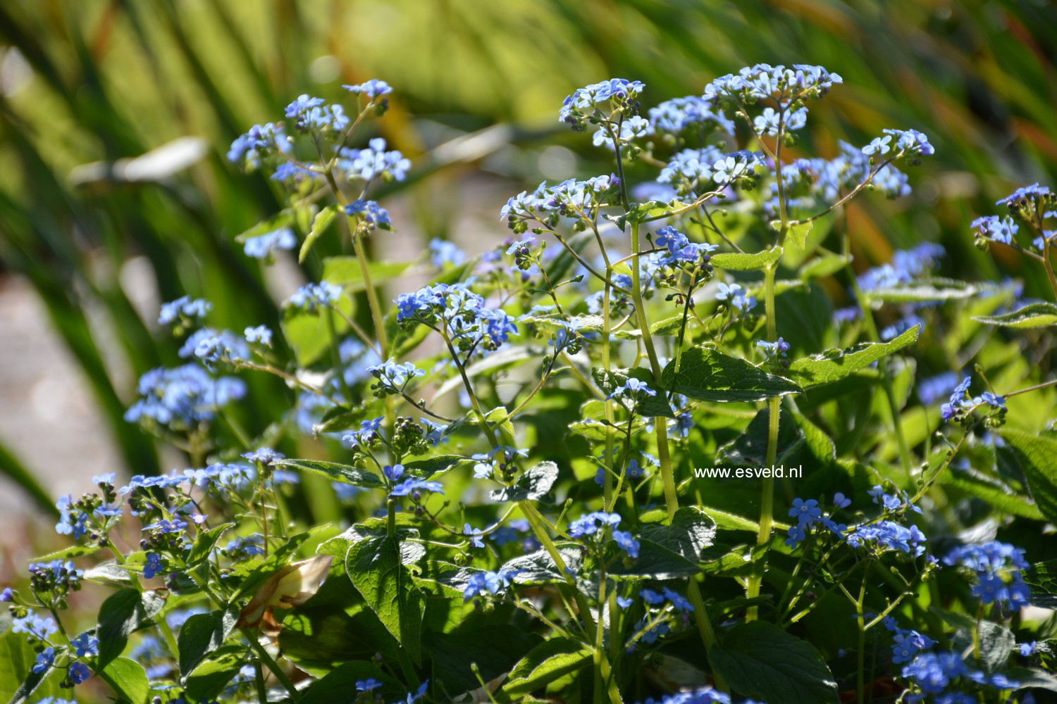 Brunnera macrophylla