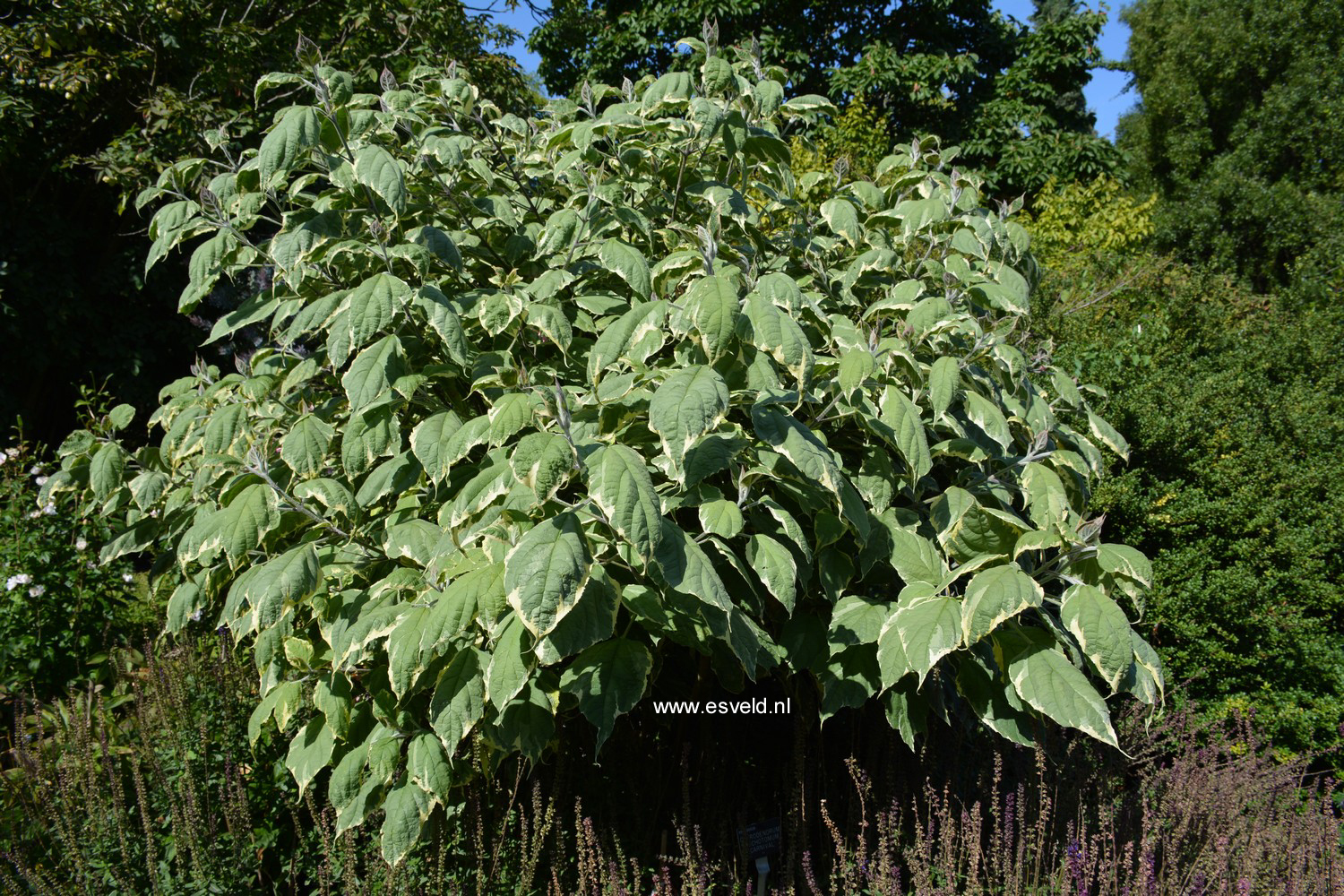 Clerodendrum trichotomum 'Carnaval'