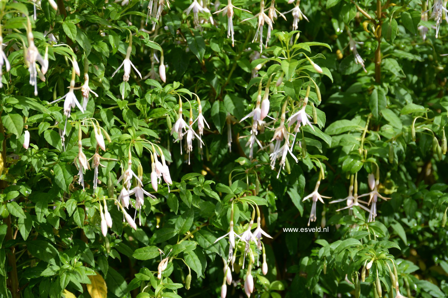 Fuchsia magellanica var. molinae