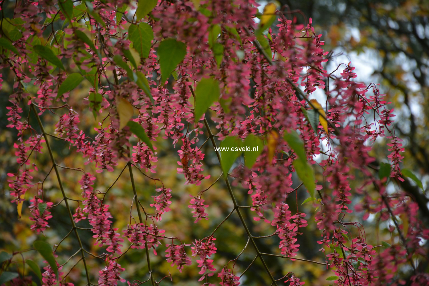 Acer pectinatum ssp. forrestii