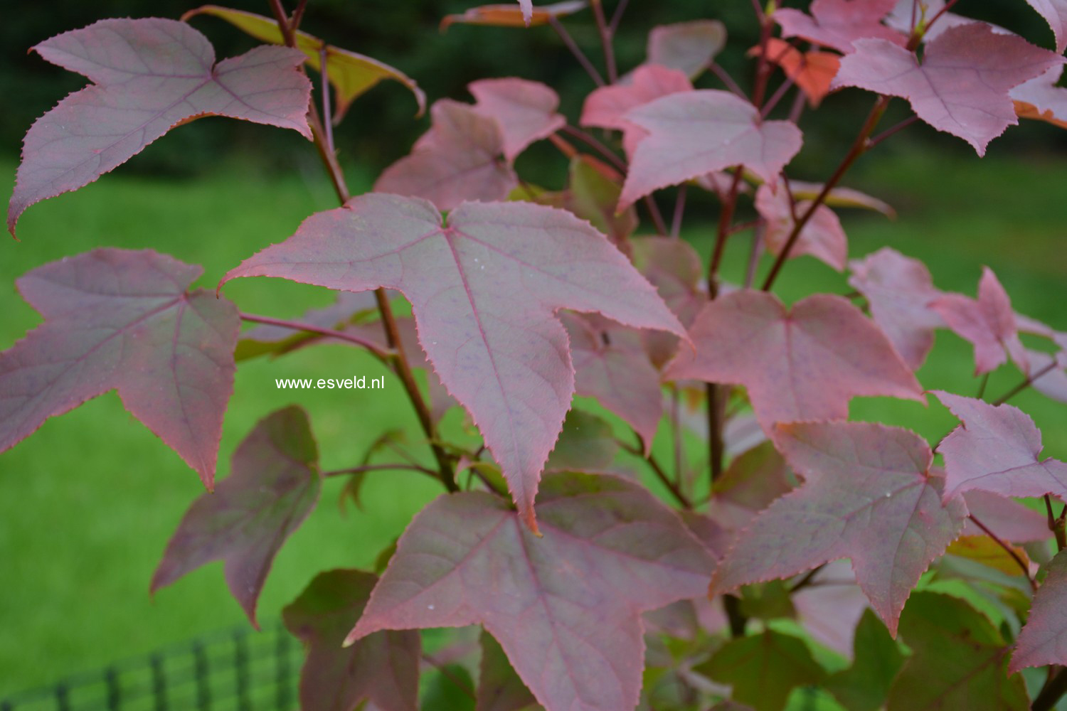 Liquidambar acalycina