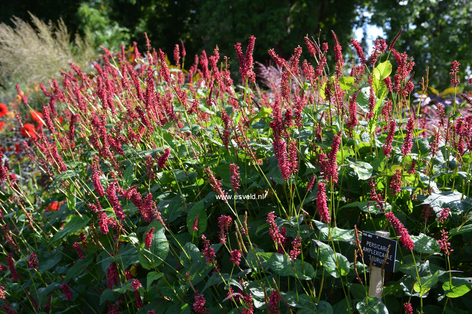 Persicaria amplexicaulis 'Taurus'