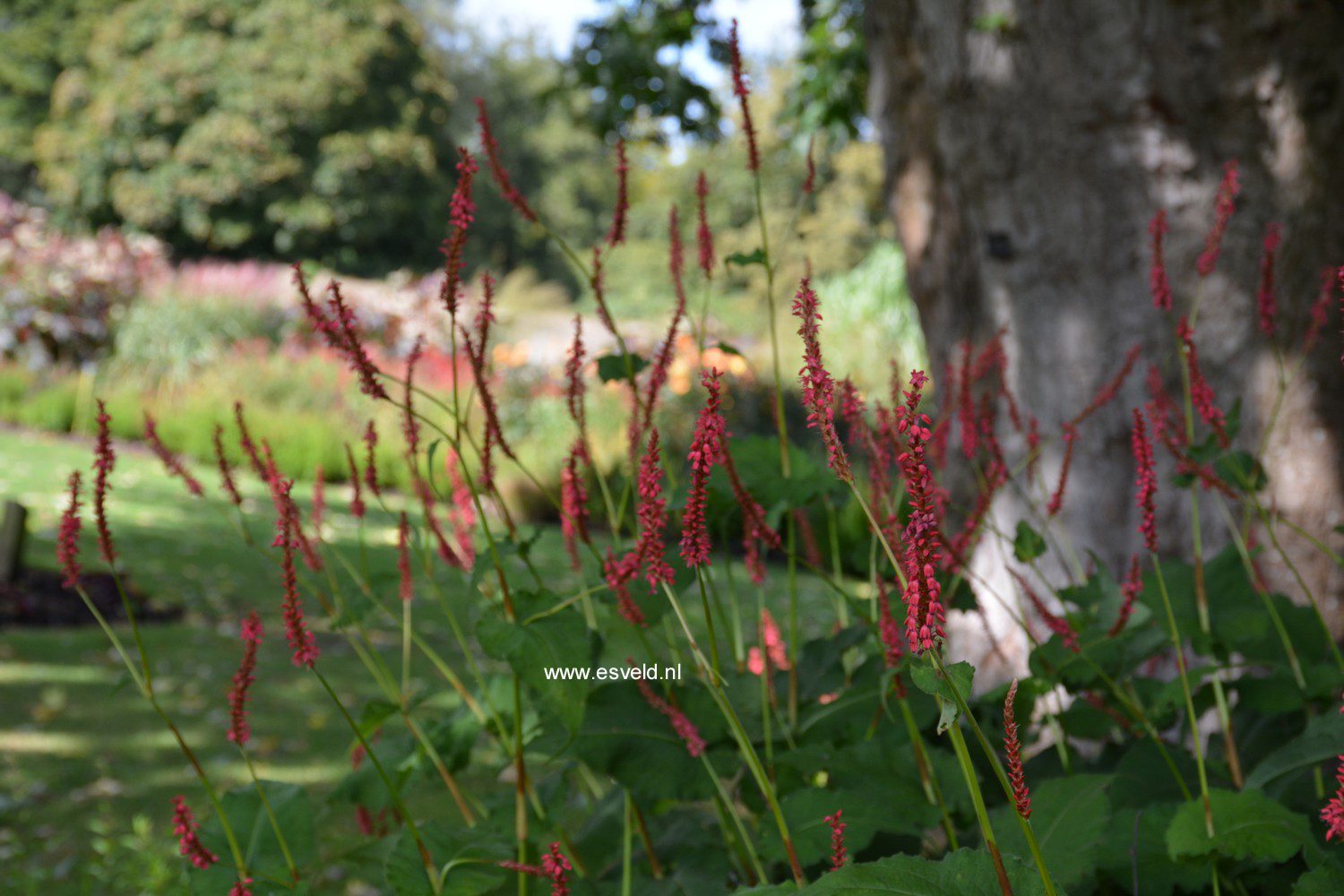 Persicaria amplexicaulis 'Speciosa' (FIRETAIL)