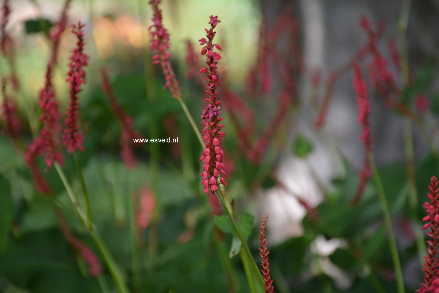 Persicaria amplexicaulis 'Speciosa' (FIRETAIL)