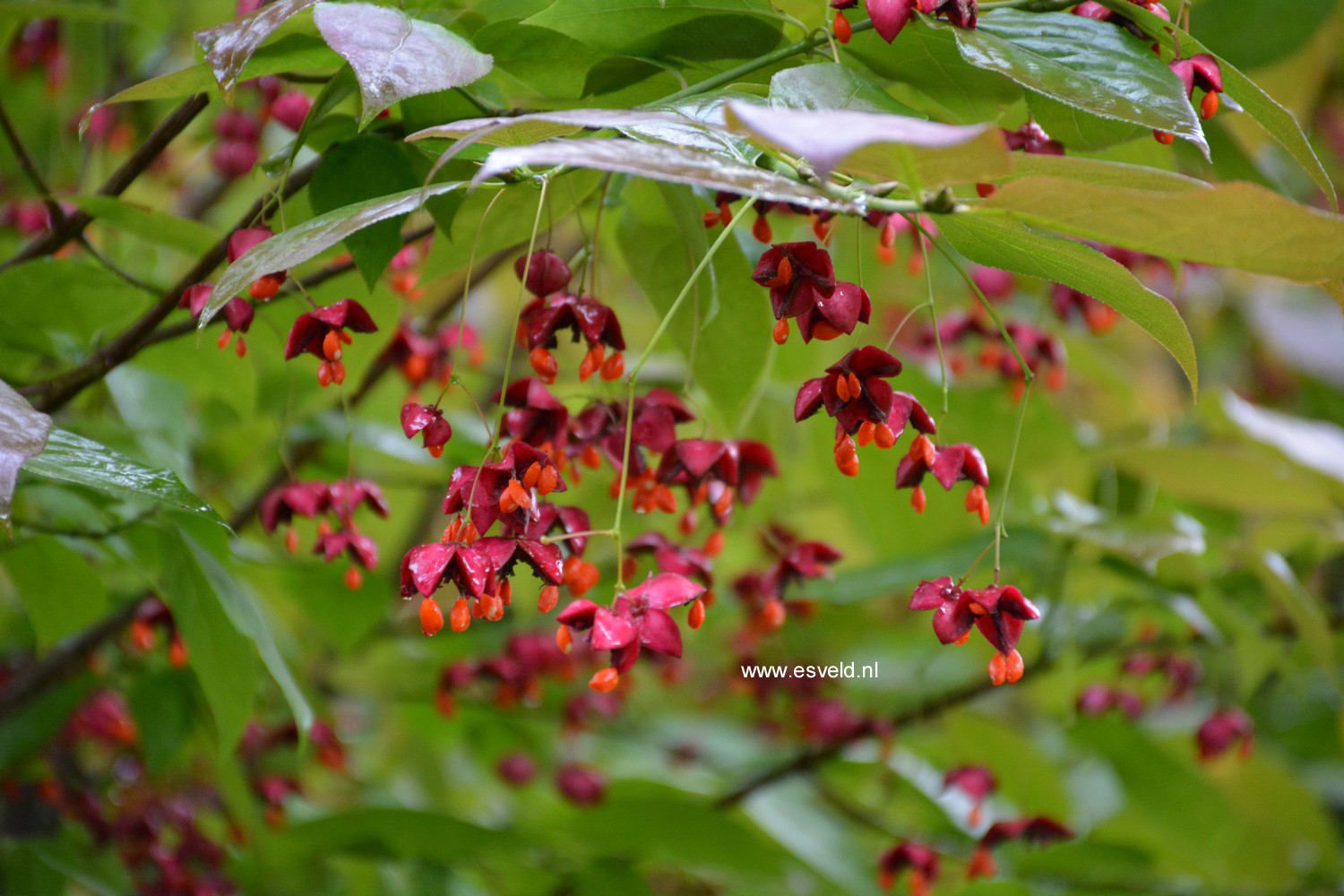 Euonymus planipes