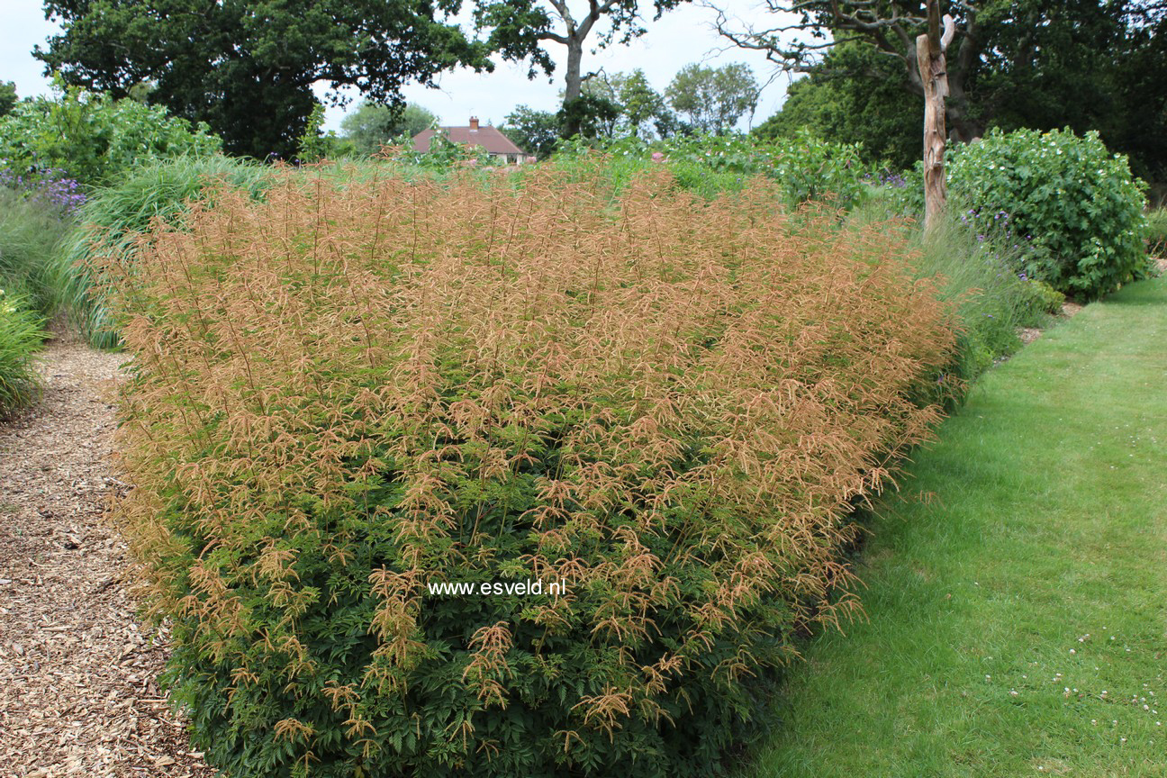 Aruncus 'Horatio'