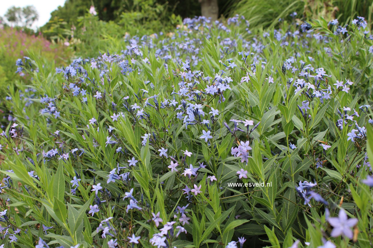 Amsonia orientalis