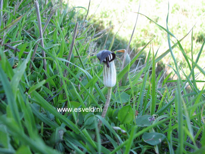 Arisarum proboscideum