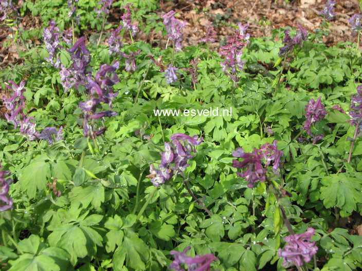 Corydalis solida